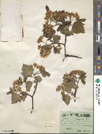 Crataegus lanigera image