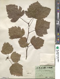 Crataegus lanigera image