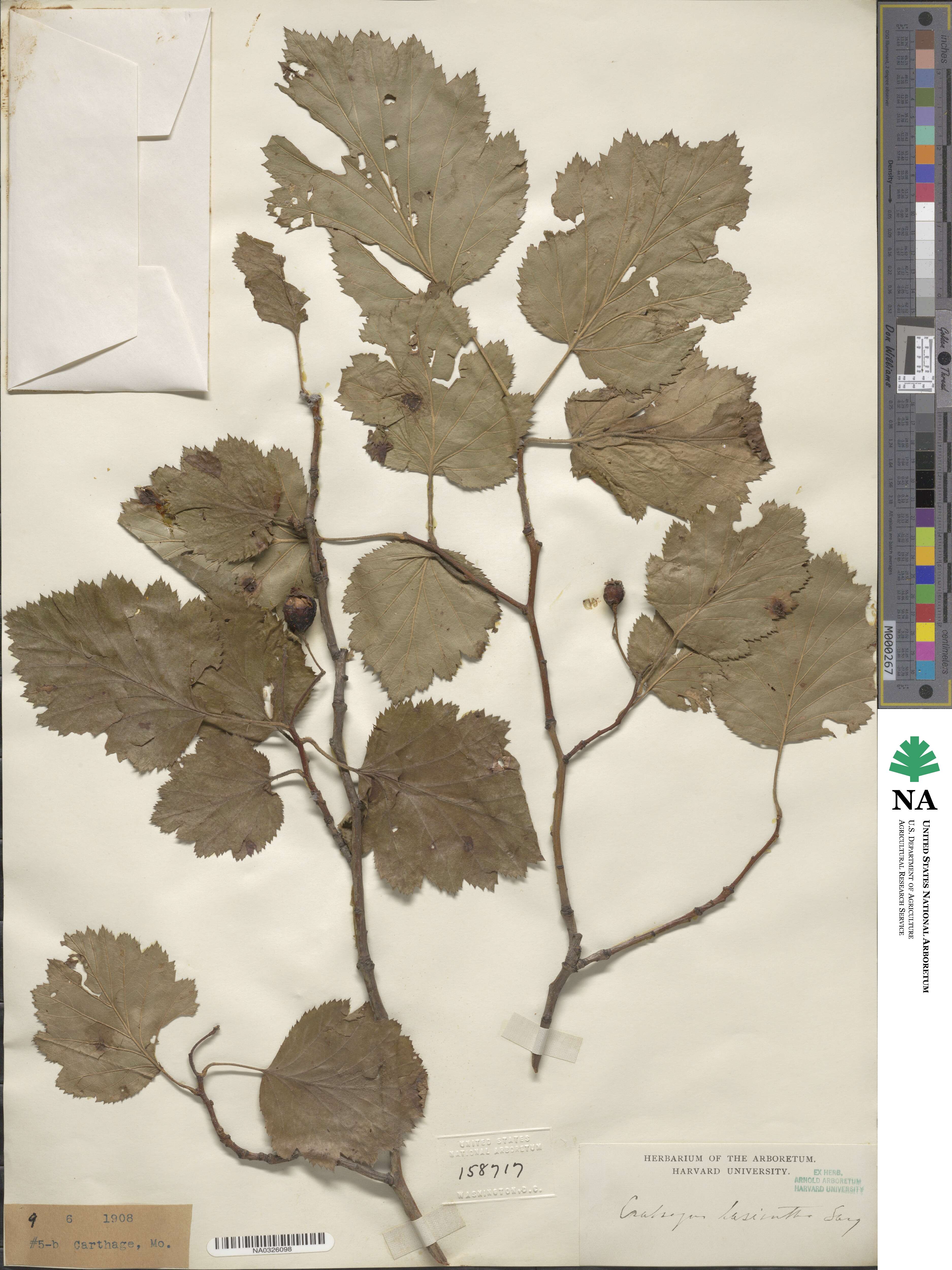 Crataegus lasiantha image