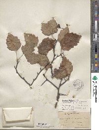 Crataegus pruinosa image