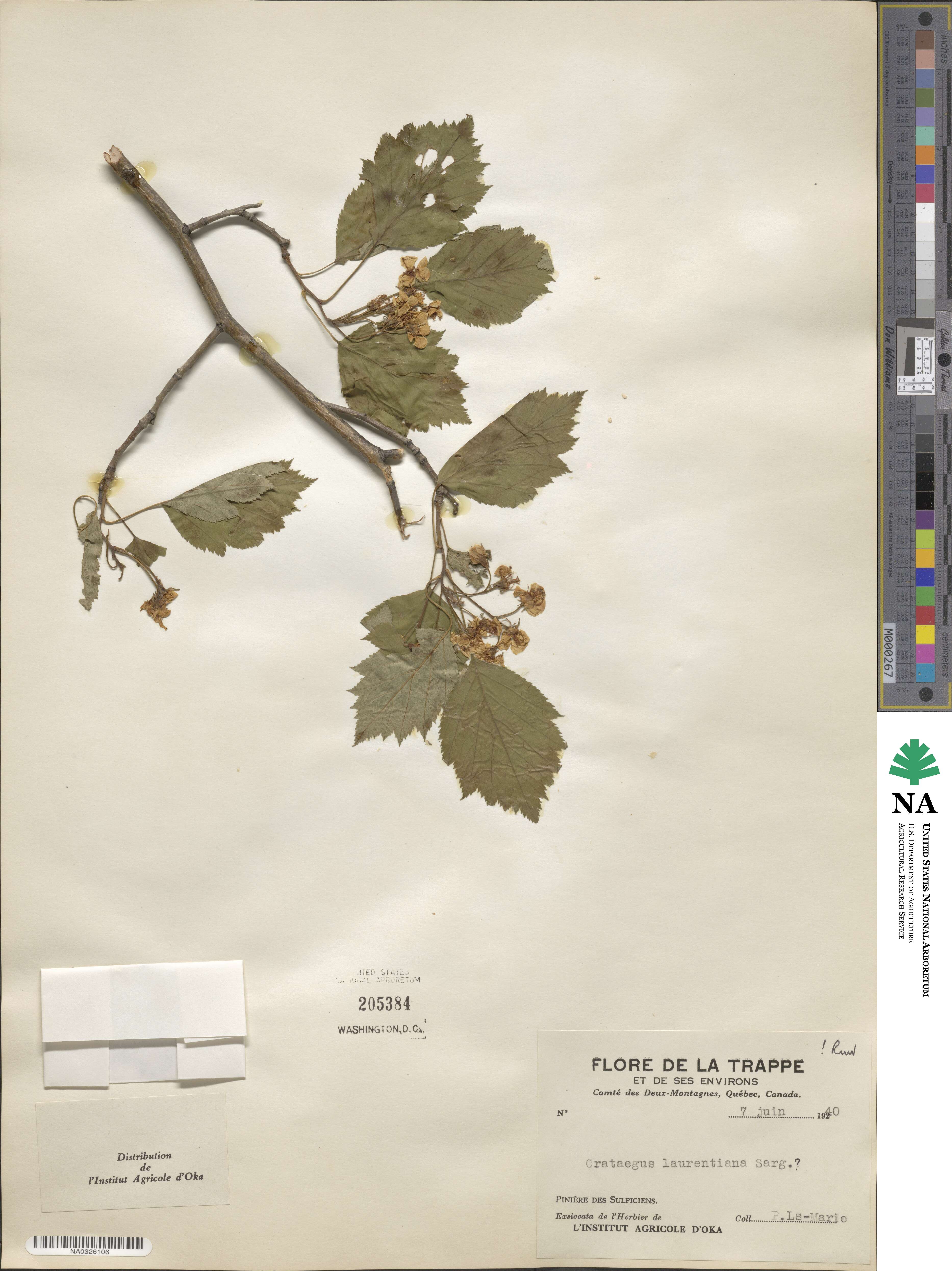 Crataegus jonesae image