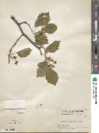 Crataegus jonesae image