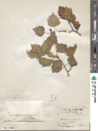 Crataegus jonesae image