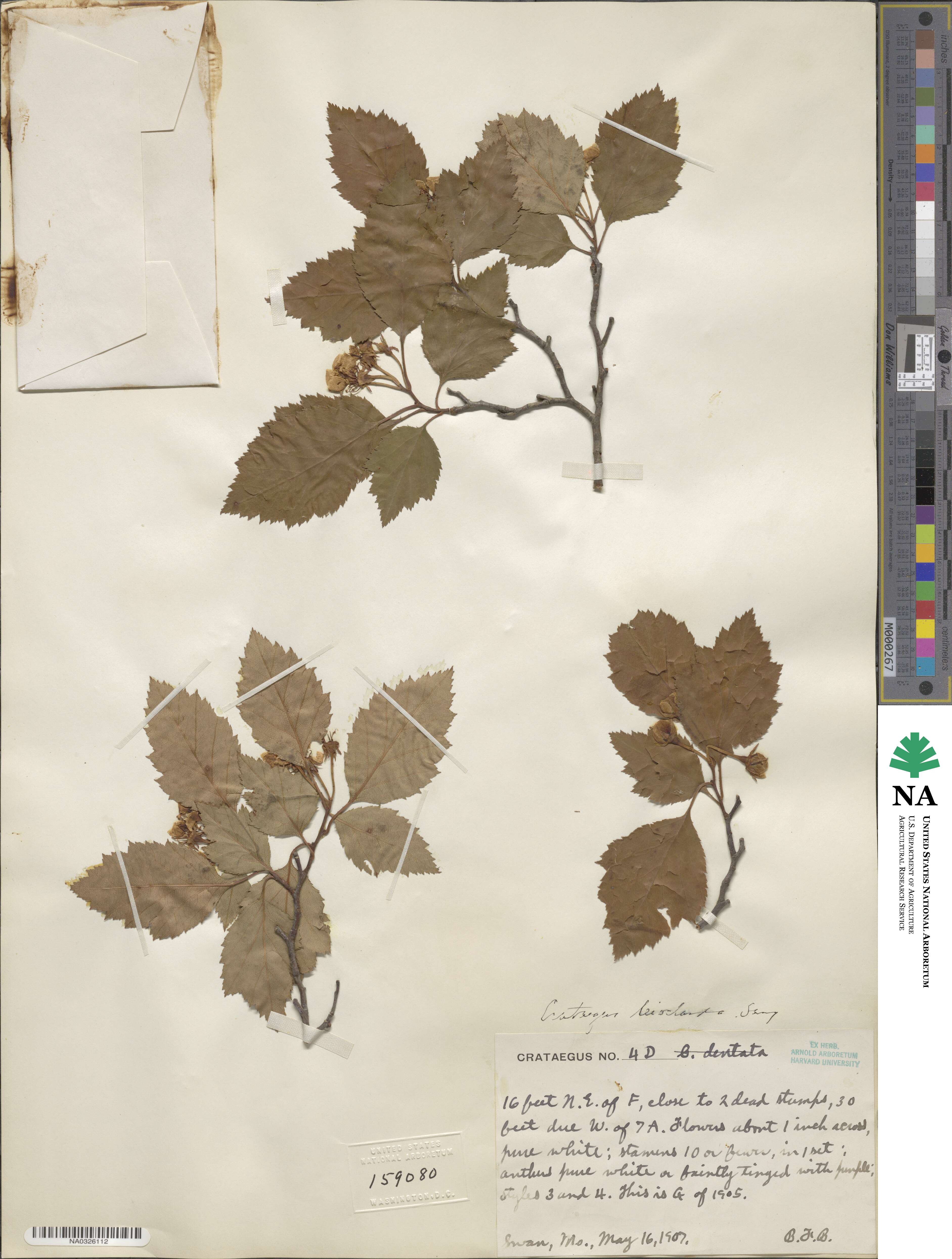 Crataegus leioclada image