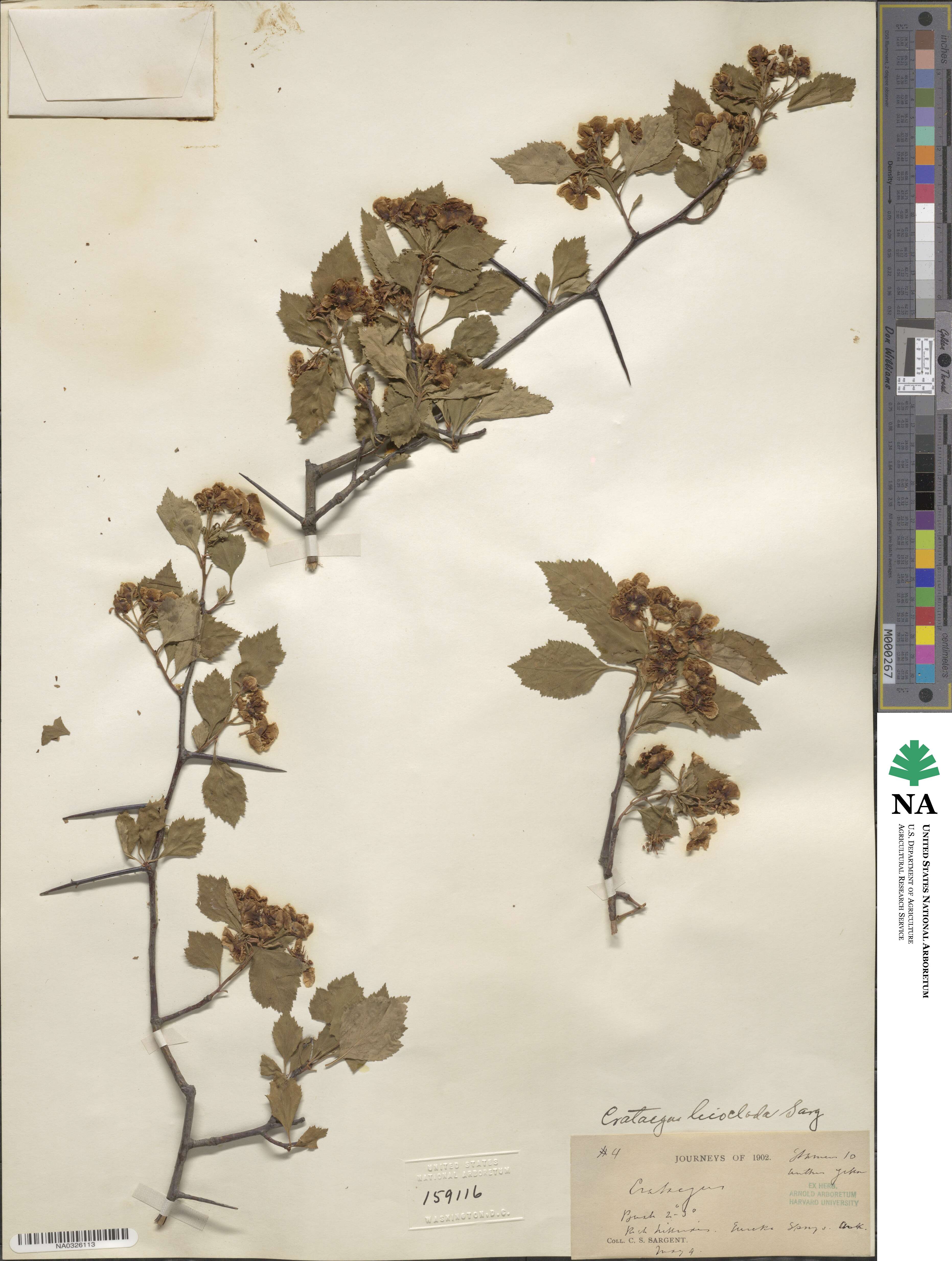Crataegus leioclada image