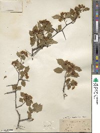 Crataegus leioclada image