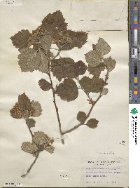 Crataegus mollis image