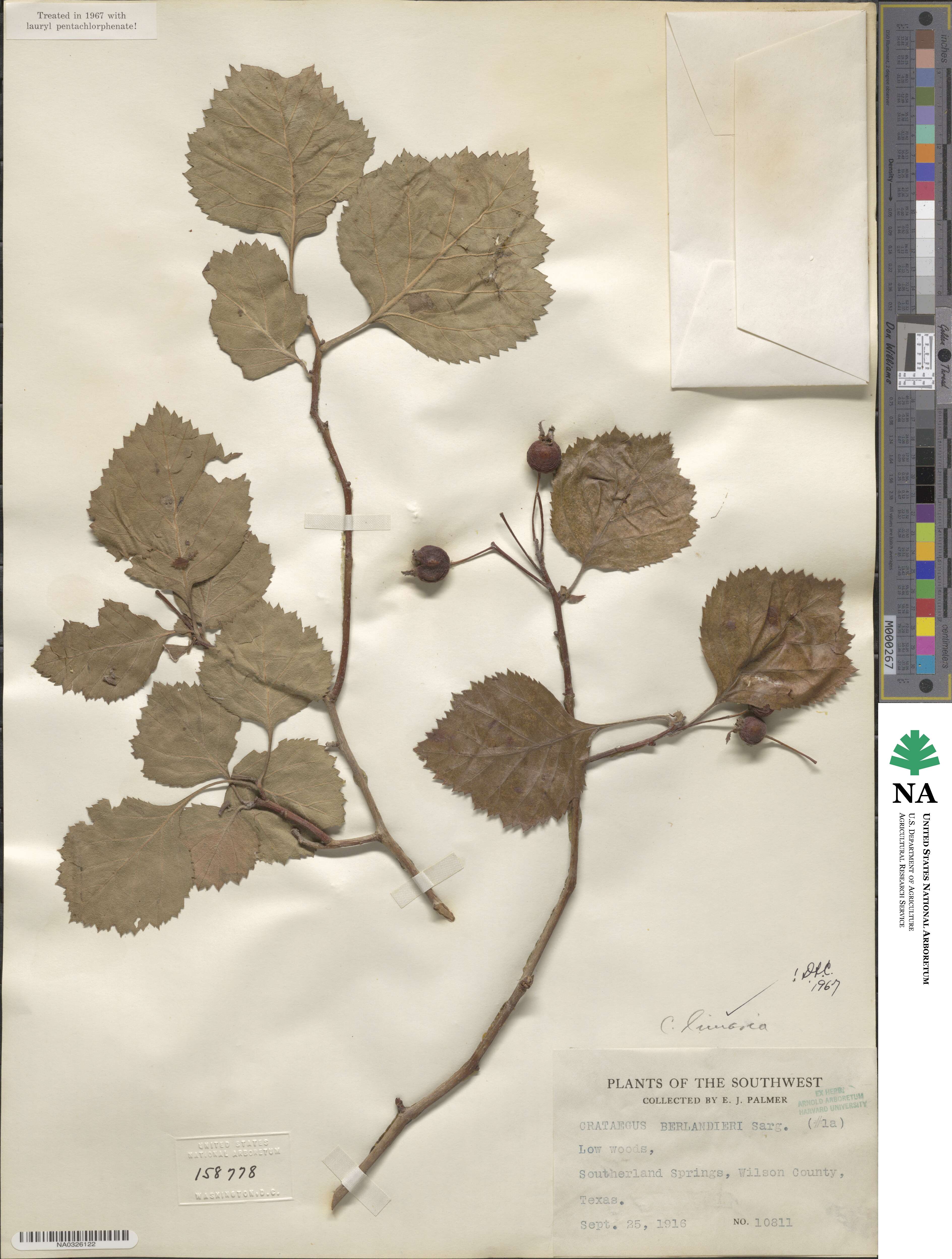 Crataegus mollis image