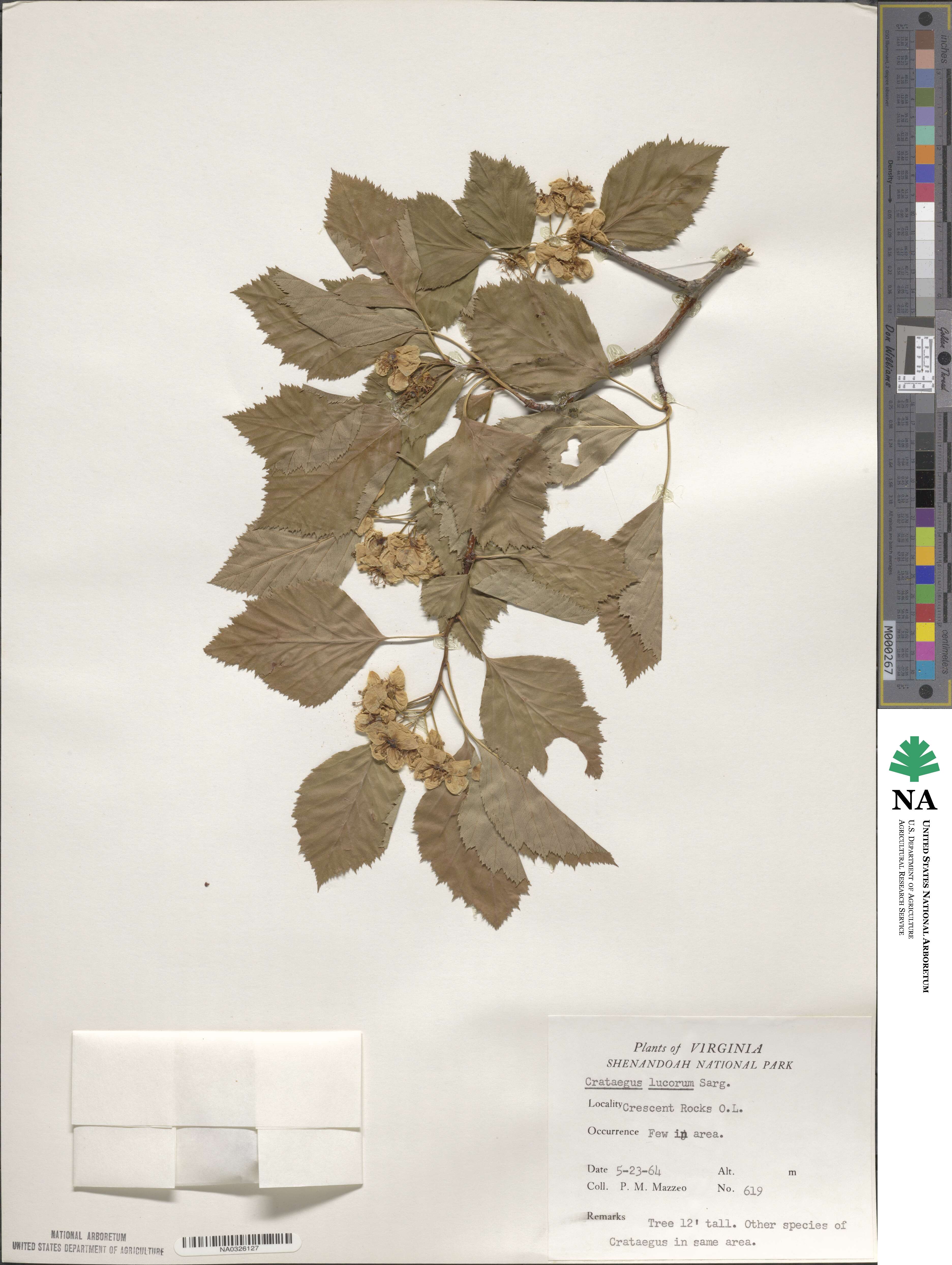 Crataegus lucorum image