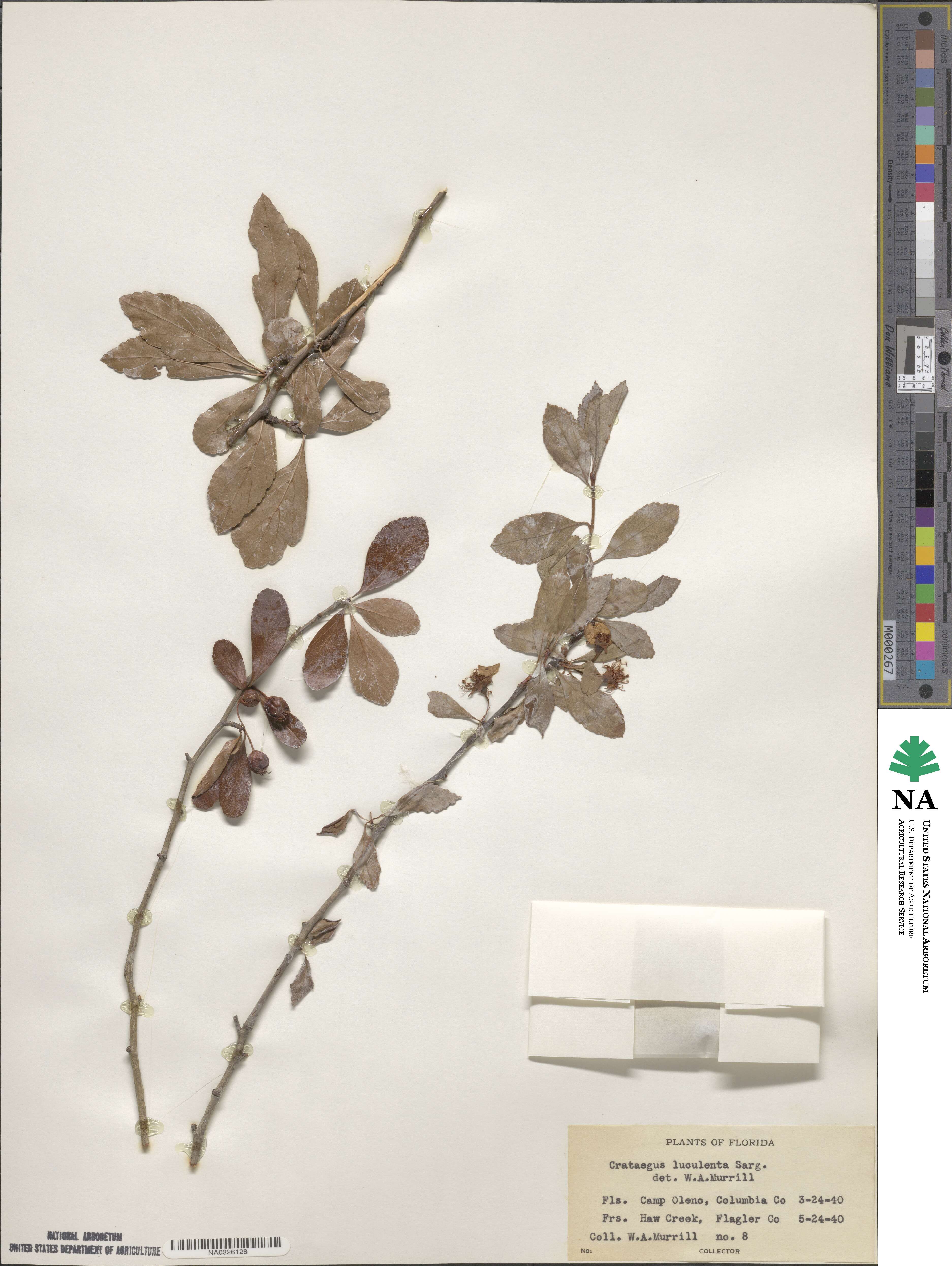 Crataegus aestivalis image