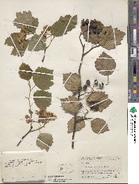 Crataegus coleae image