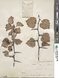 Crataegus mackenziei image