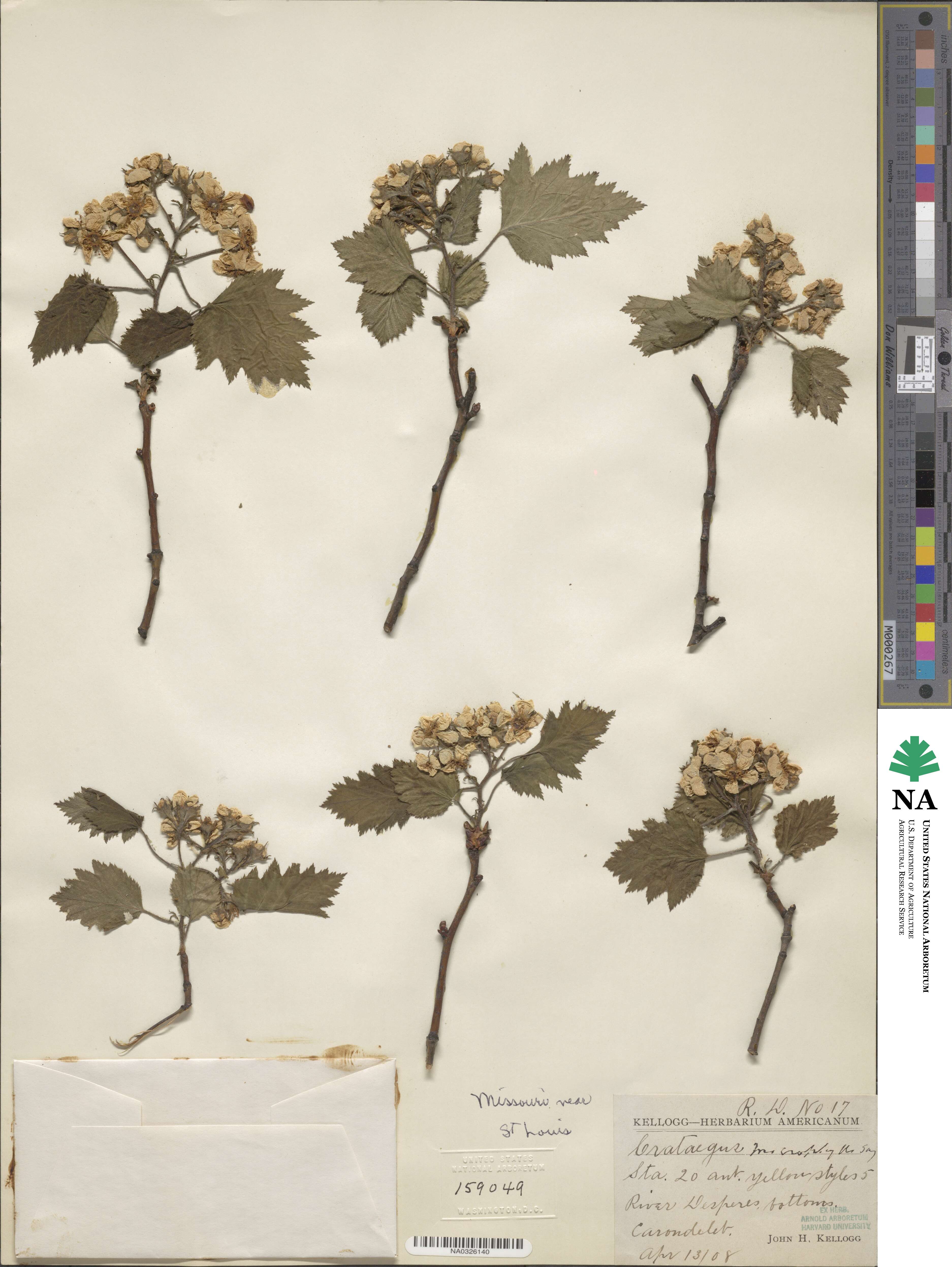Crataegus macrophylla image