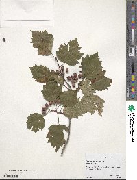 Crataegus macrosperma image