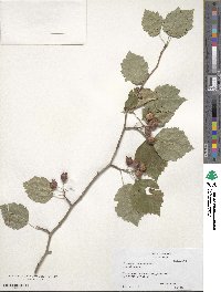 Crataegus macrosperma image