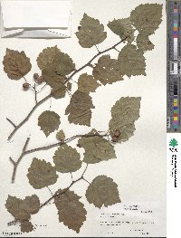 Crataegus macrosperma image