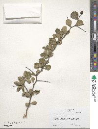 Crataegus macrosperma image