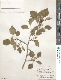 Crataegus macrosperma image