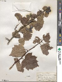 Crataegus macrosperma image