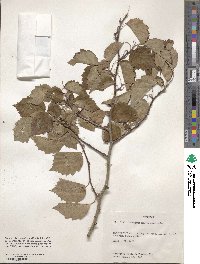 Crataegus macrosperma image