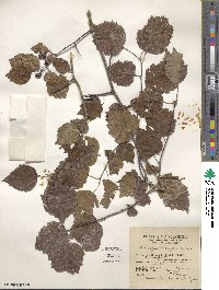 Crataegus macrosperma image