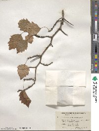 Crataegus macrosperma image