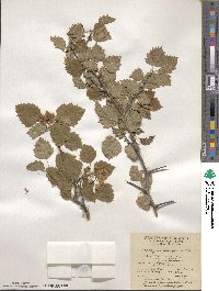 Crataegus macrosperma image