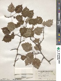 Crataegus macrosperma image