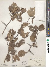 Crataegus macrosperma image