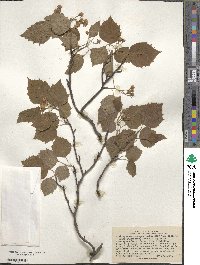 Crataegus macrosperma image