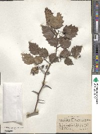 Crataegus macrosperma image