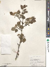 Crataegus macrosperma image