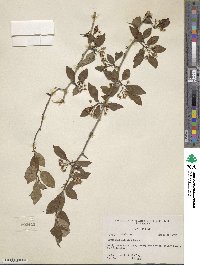 Crataegus aestivalis image