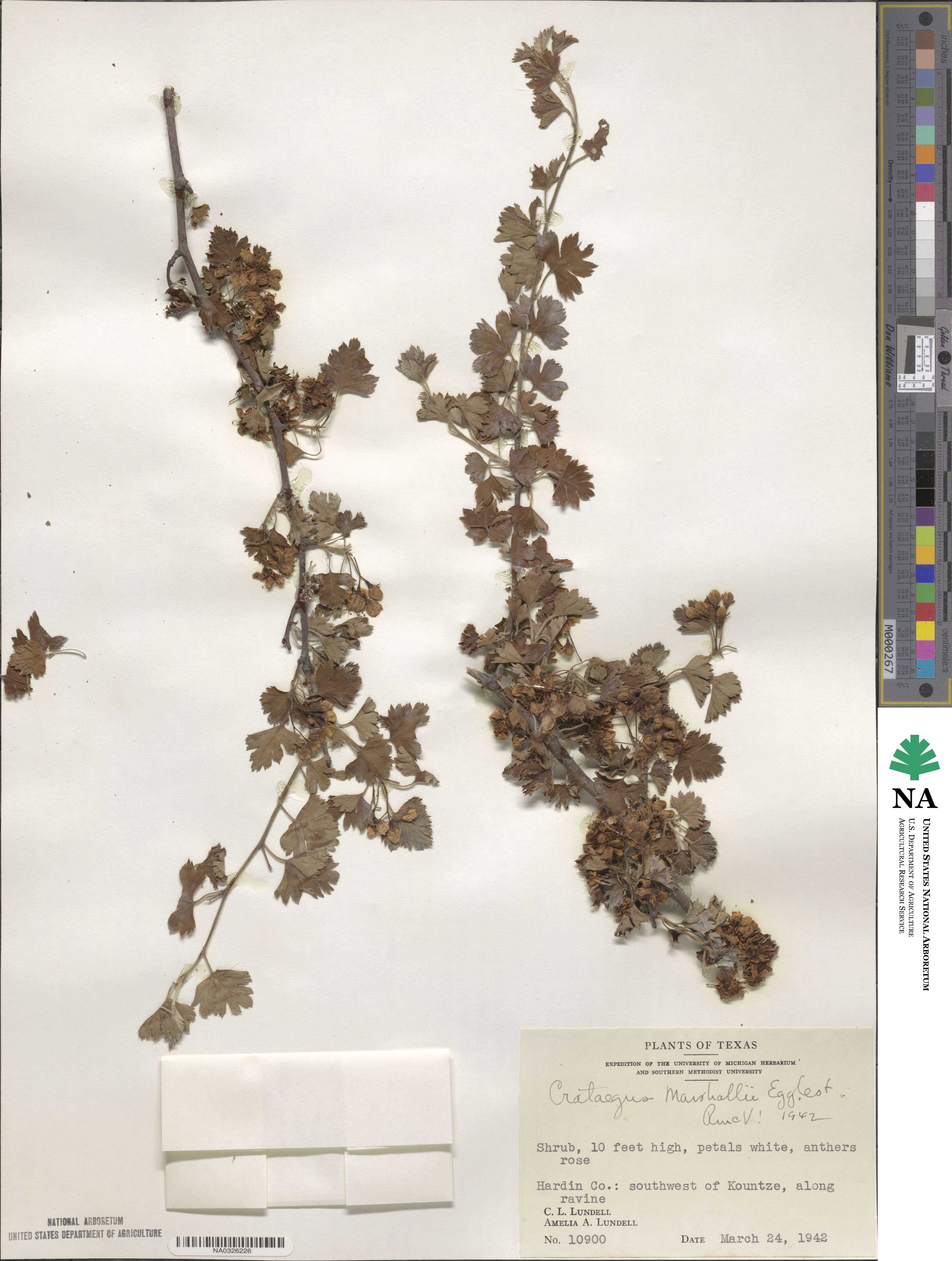 Crataegus marshallii image