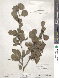 Crataegus flava image