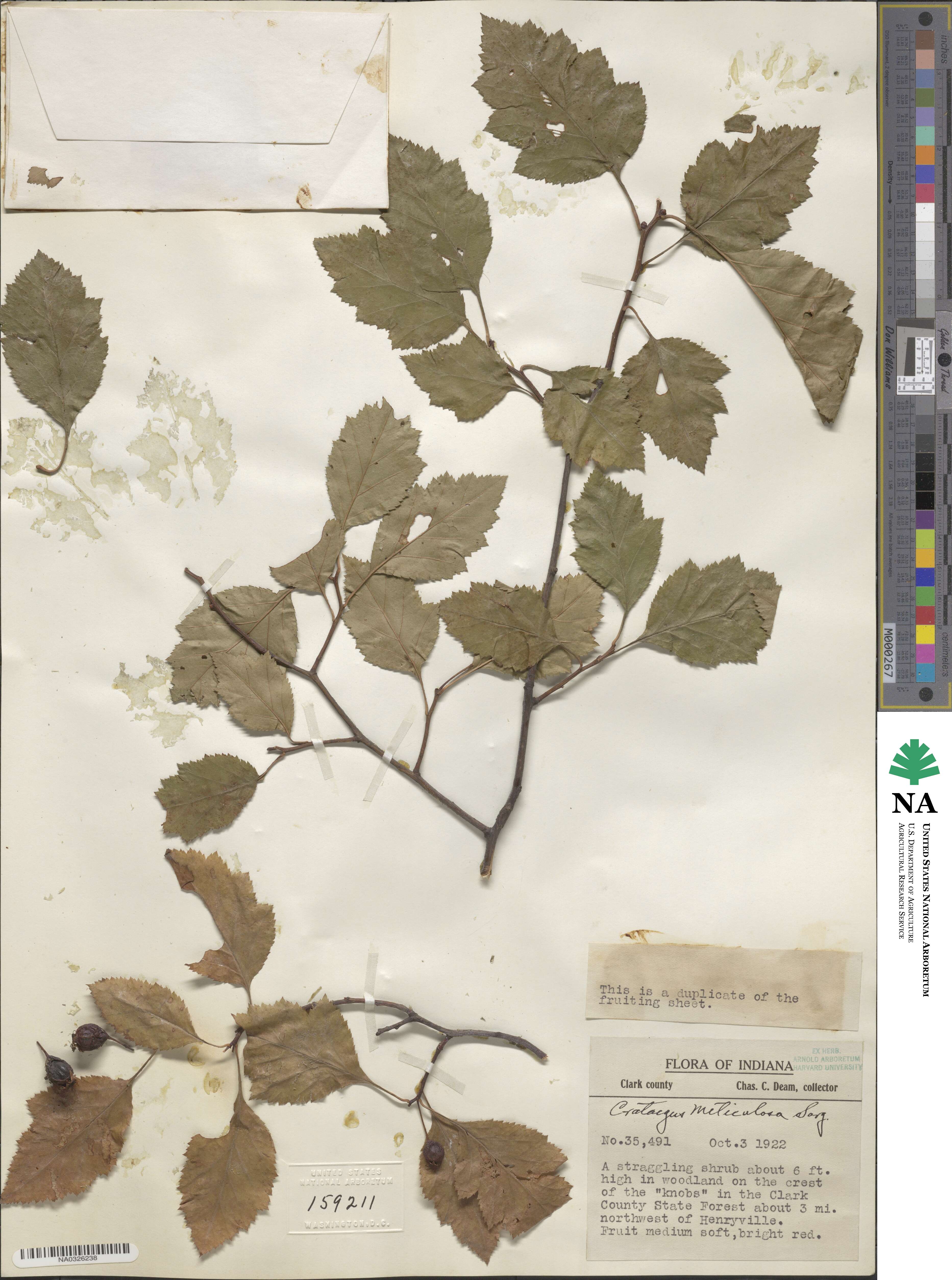 Crataegus meticulosa image