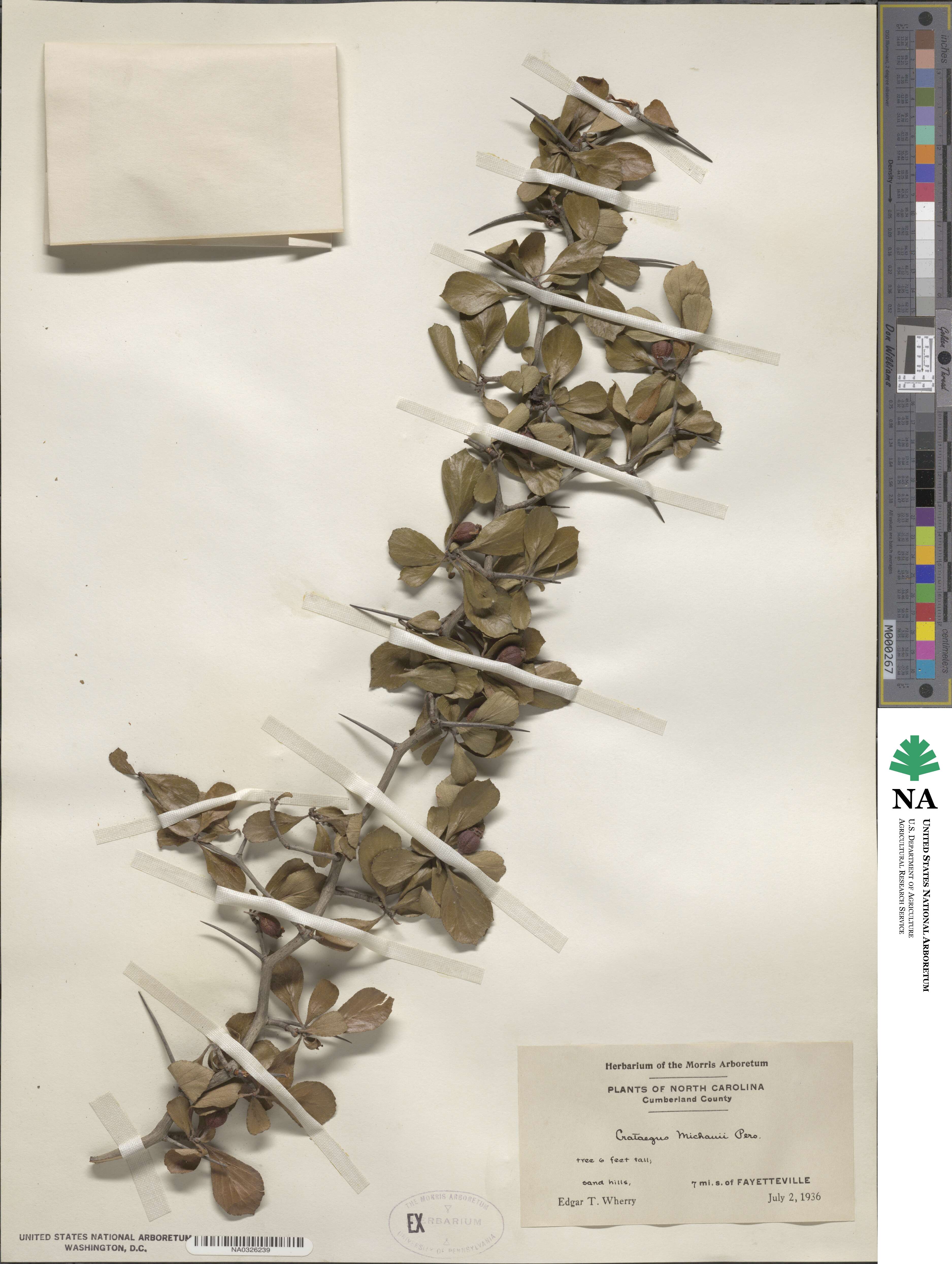 Crataegus flava image