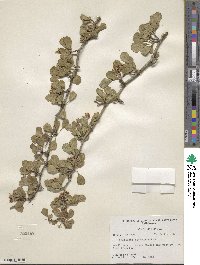 Crataegus flava image