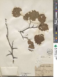 Crataegus viridis image