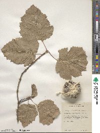 Crataegus mollis image