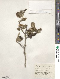 Crataegus mollis image