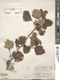 Crataegus mollis image