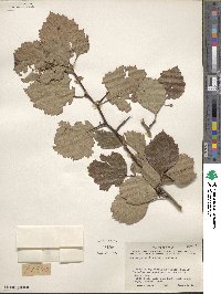 Crataegus mollis image