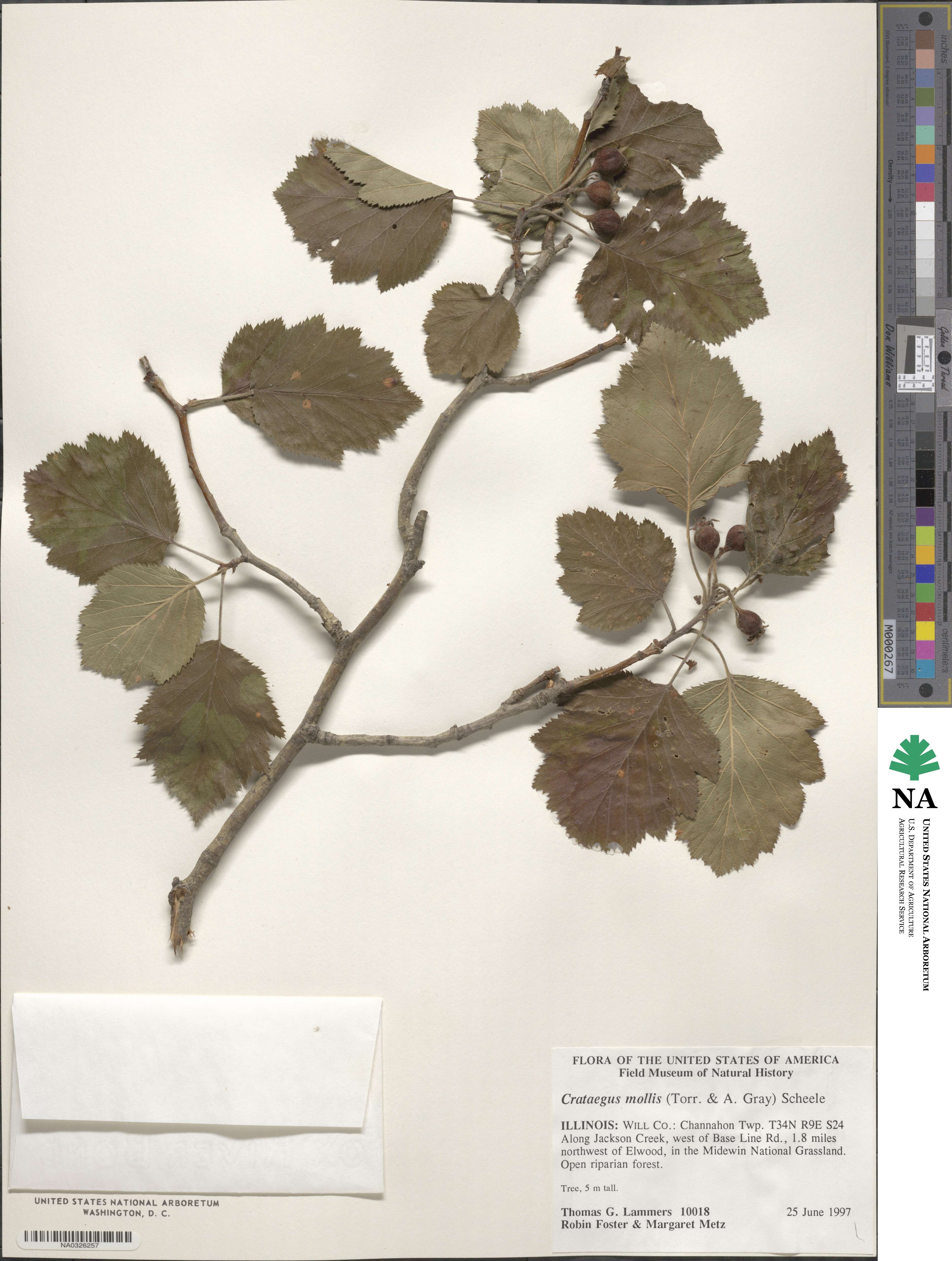 Crataegus mollis image
