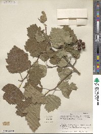 Crataegus mollis image