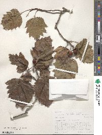 Crataegus mollis image