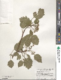 Crataegus mollis image