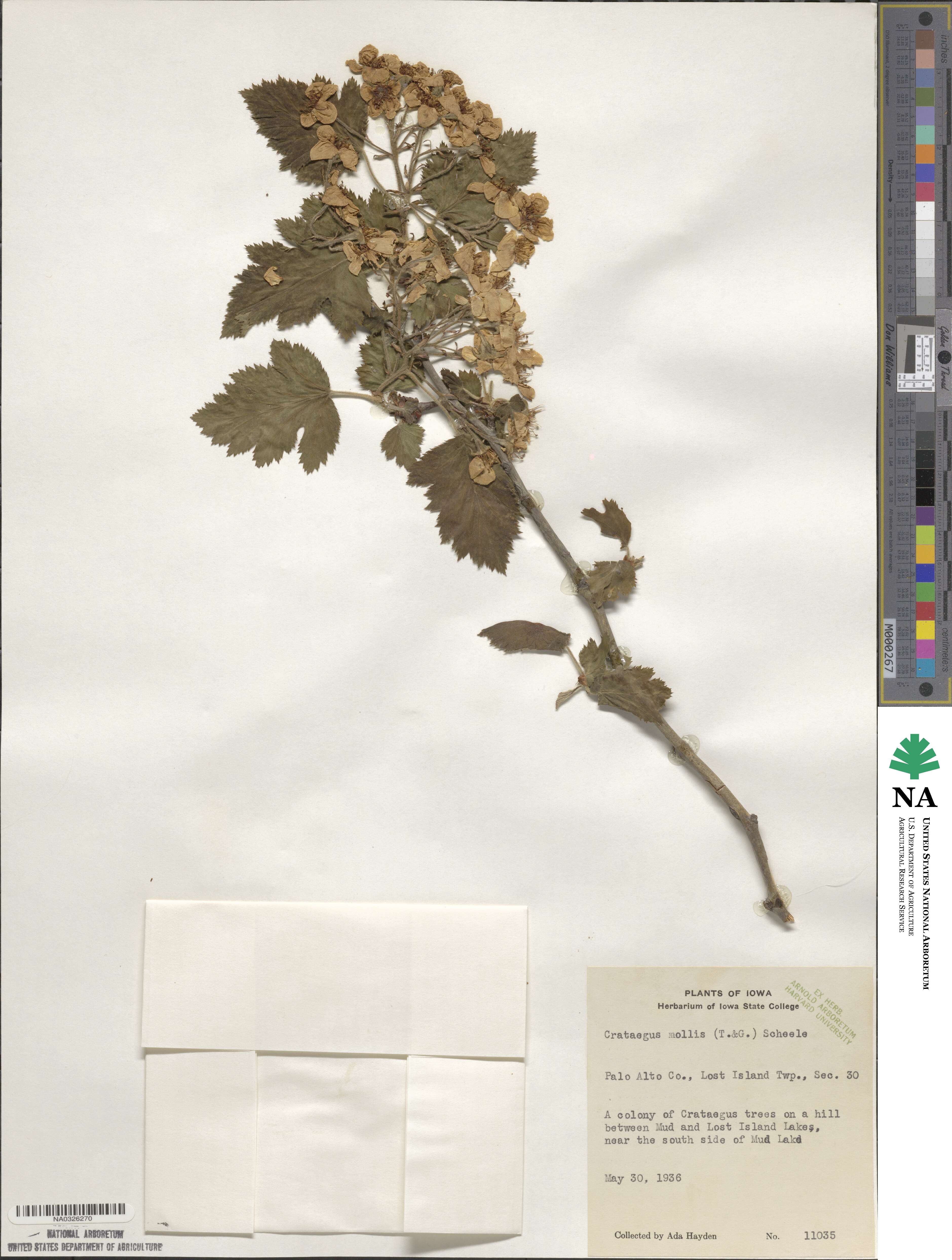 Crataegus mollis image