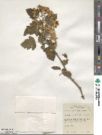 Crataegus mollis image