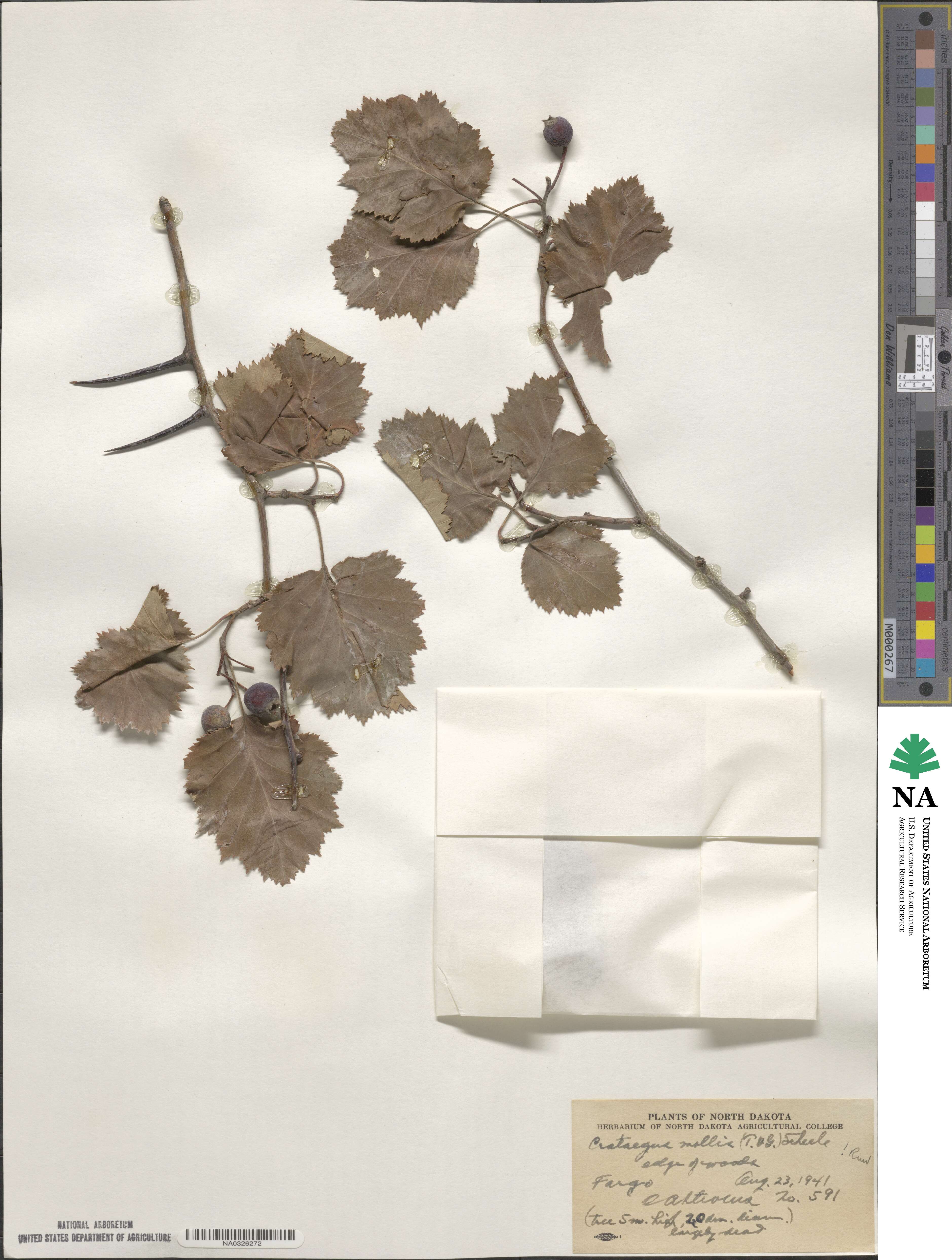Crataegus mollis image